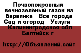 Почвопокровный, вечнозелёный газон из барвинка - Все города Сад и огород » Услуги   . Калининградская обл.,Балтийск г.